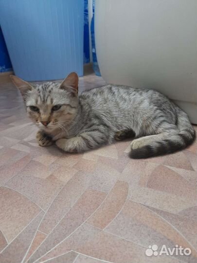 Котенок в добрые руки