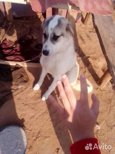 Собаки бесплатно в добрые руки