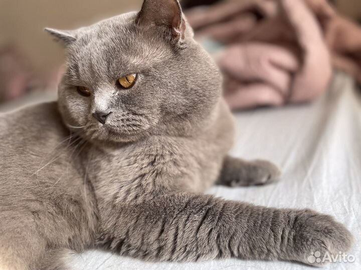 Британский кот для вязки