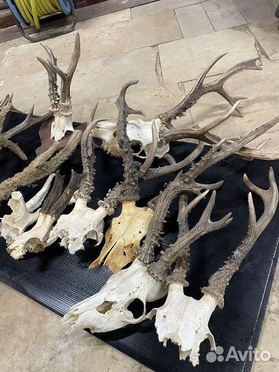 Рога косули лося