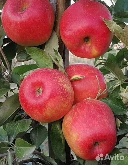 Саженцы яблони Хоней крисп(возможен опт)