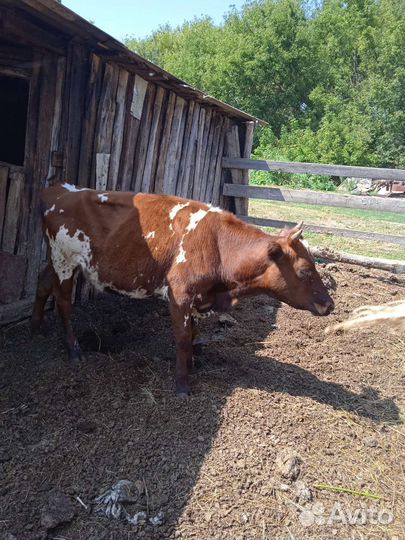 Первотелка и Нетель