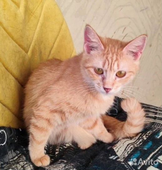 Котенок девочка 4 мес