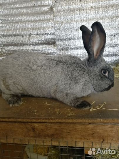 Кролики мясных пород