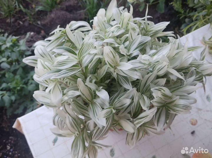 Традесканция белая