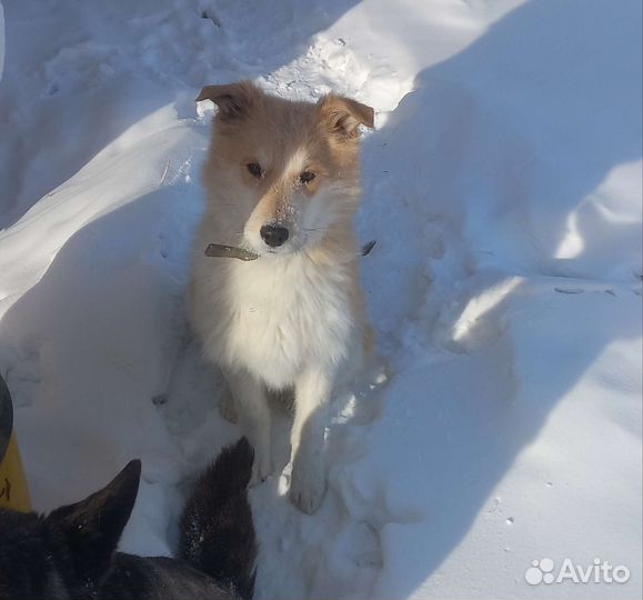 Щенок в добрые руки