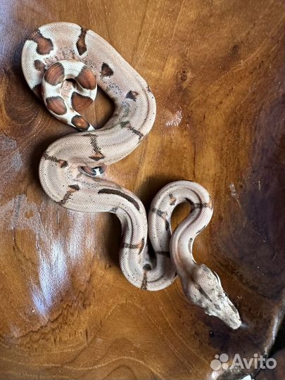 Императорский удав