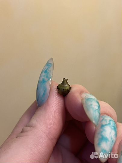 Алоказия бамбино клубень