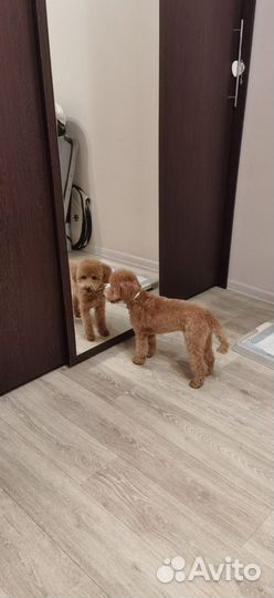 Мальтипу любовашка