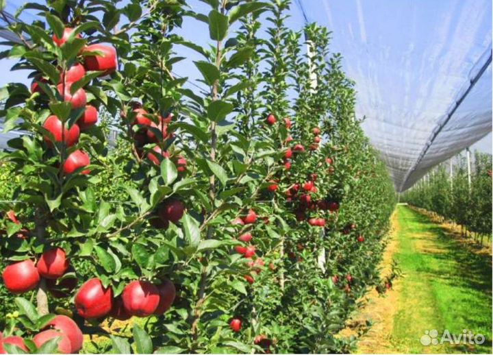 Сетка против града для яблок, винограда