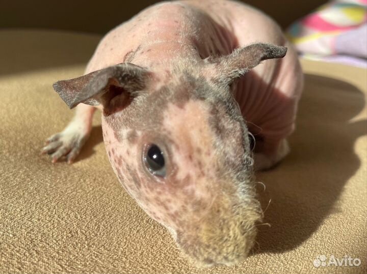 Голые морские свинки скинни мальчики