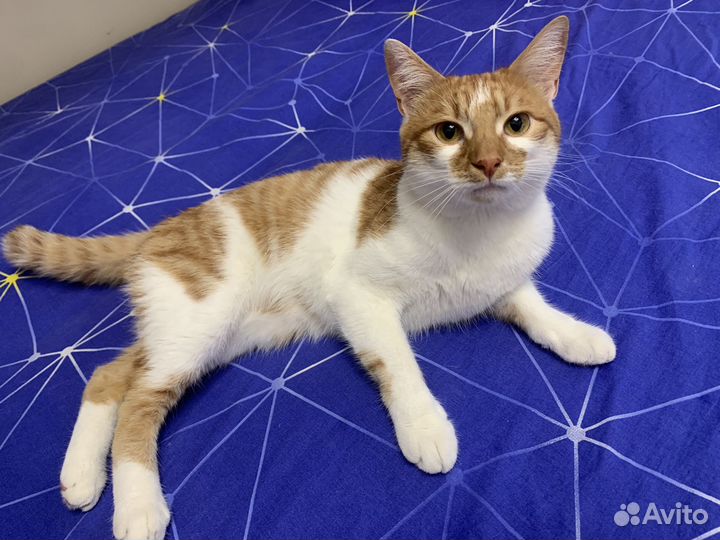 Кот Симба в добрые руки