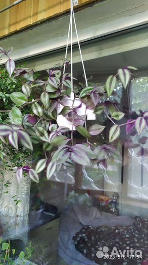 Традесканция зебрина