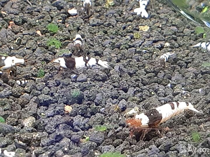 Креветки кристаллы PBL