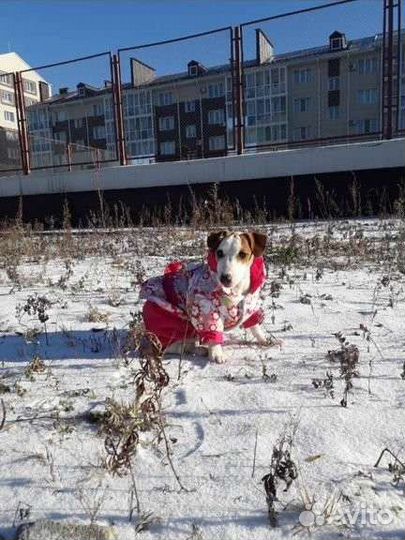 Зимний костюм для собаки