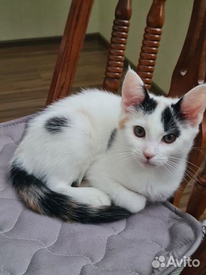 Отдам котенка в хорошие руки