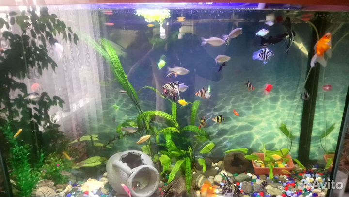 Аквариум