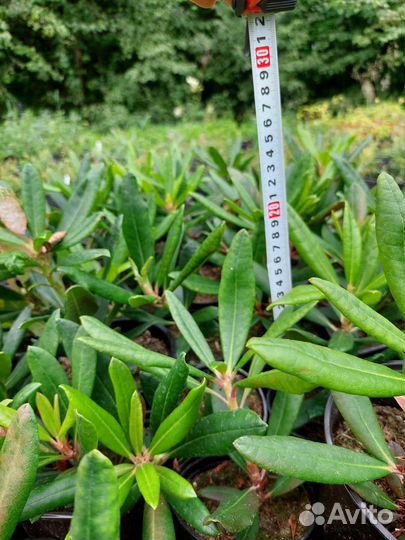 Рододендрон Гаага