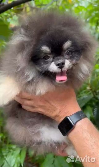 Супер Красотка