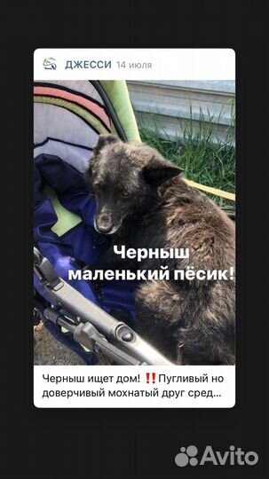 Собаки бесплатно в добрые руки