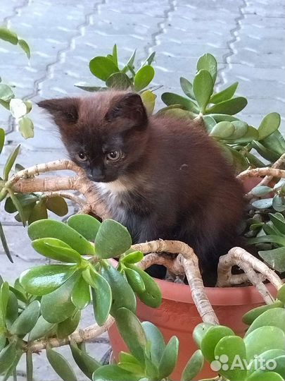 Котик и кошечка