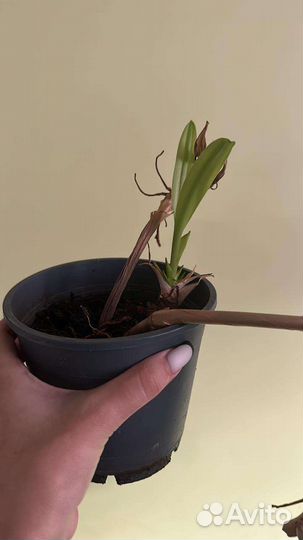 Филодендрон