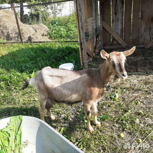 Козы дойные