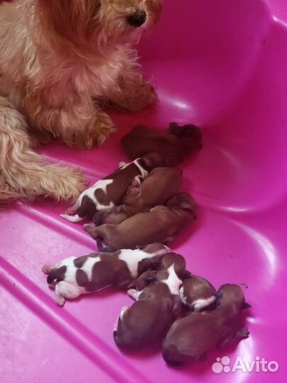 Помет Русская салонная рожд.25.07.23