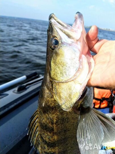 Свежая рыба, судак