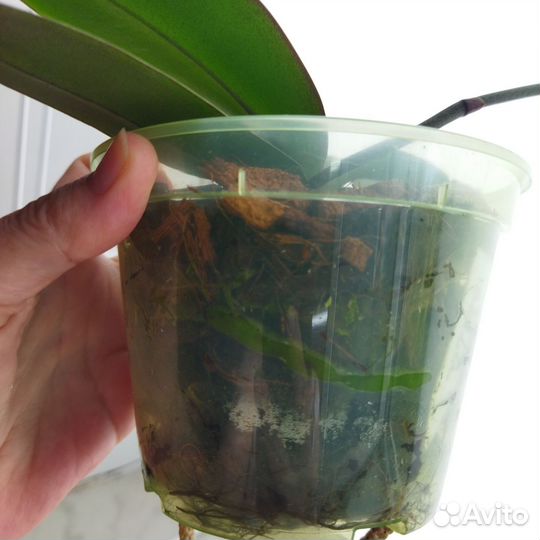 Орхидея фаленопсис