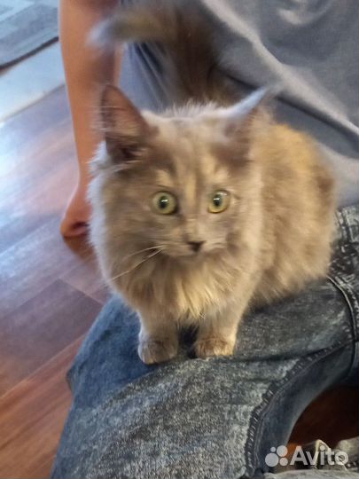 Молодые кошечки в добрые руки