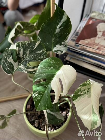 Монстера вариегатная альба