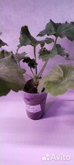 Герань пеларгония