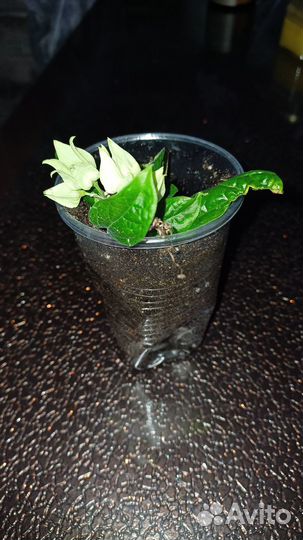 Клеродендрум отроски