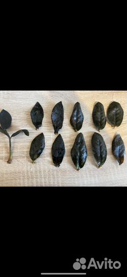 Замиокулькас равен черный