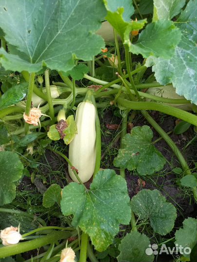 Кабачки свежие