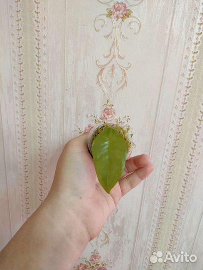 Алоказия коразон