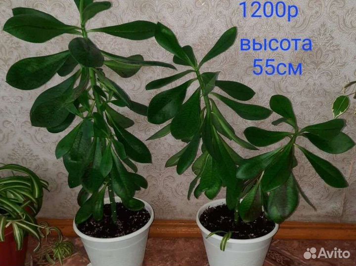 Малочай Синадениум Рубра