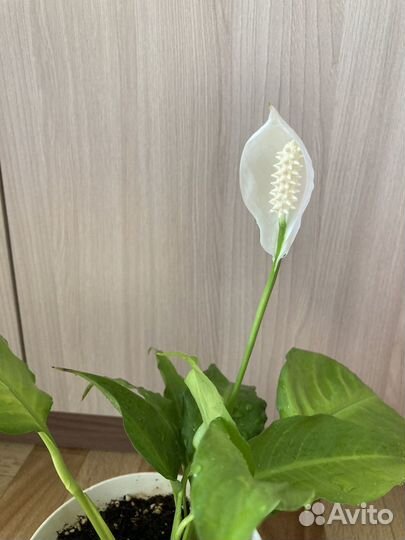 Спатифиллум