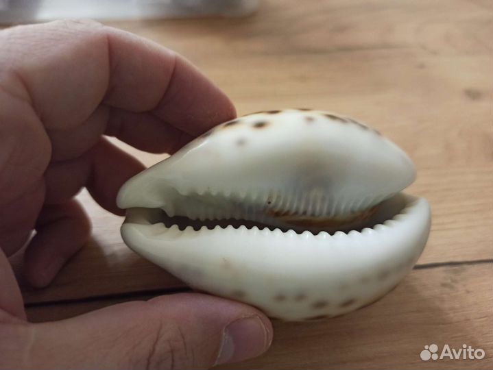 Морская раковина