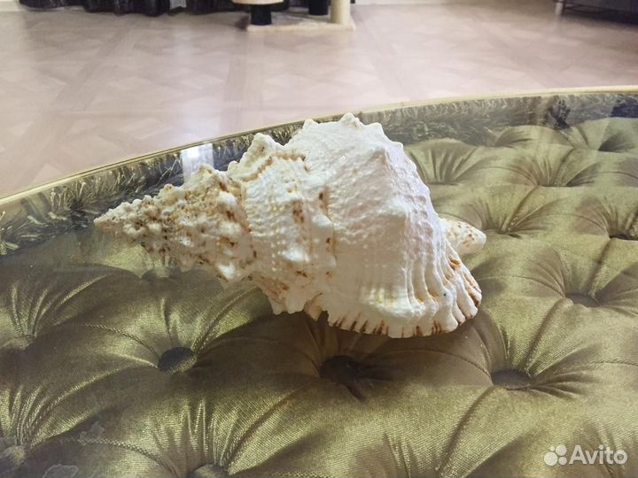 Морские ракушки раковины