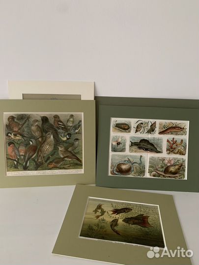 Ботаническая иллюстрация