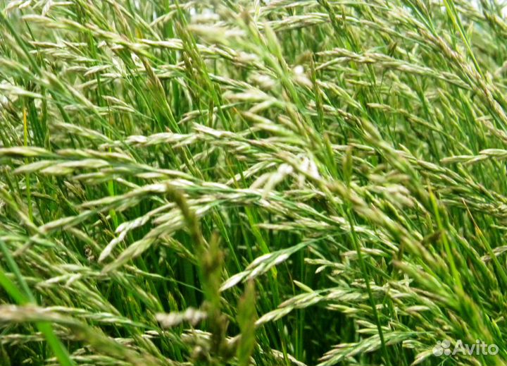 Овсяница тростниковая. Семена оптом