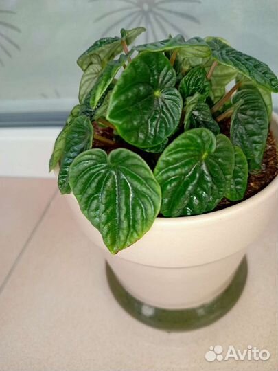 Пеперомия Лилиан