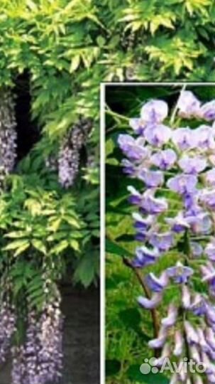 Глициния Blue Moon