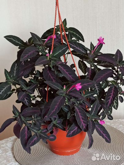 Руэллия комнатное растение с фото