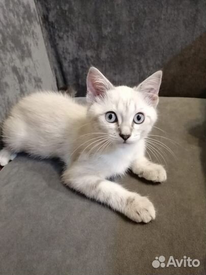 Котенок Охос Азулес