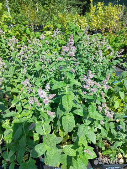 Мята саженцы