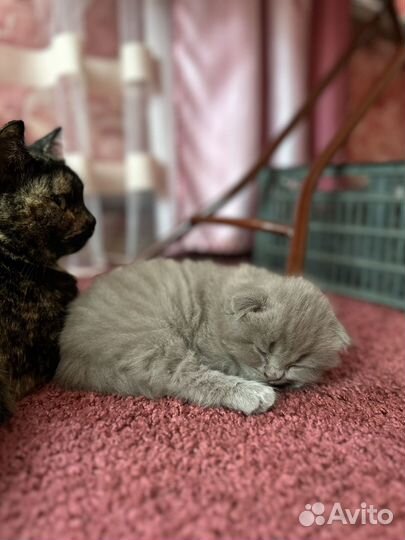 Отдам котенка в добрые руки