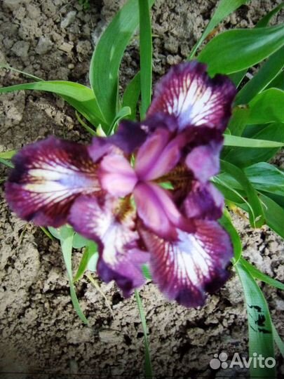 Ирисы карликовые